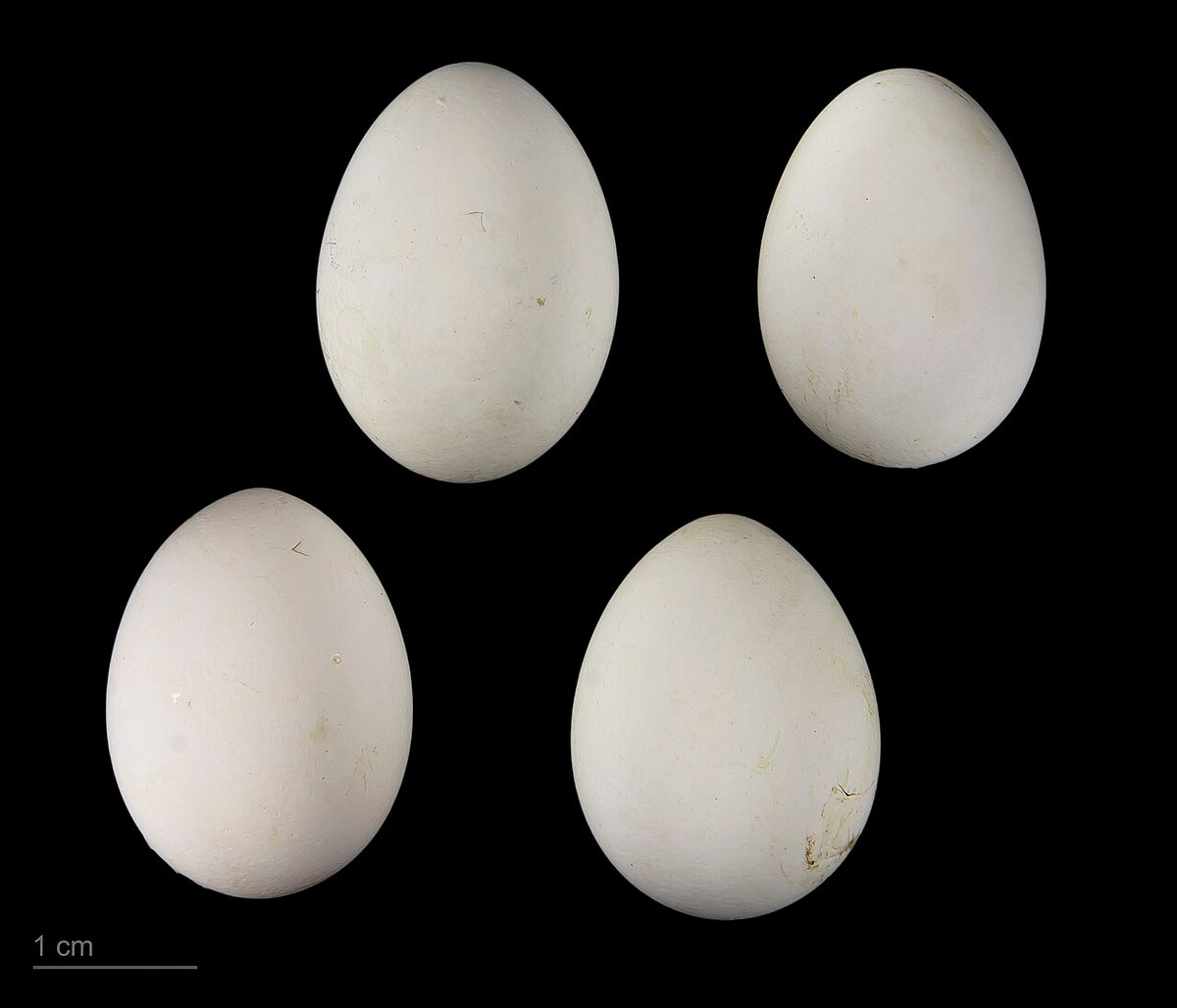 Agaporni de cara rosa (Agapornis roseicollis) posado junto a una jaula amplia con comederos y perchas