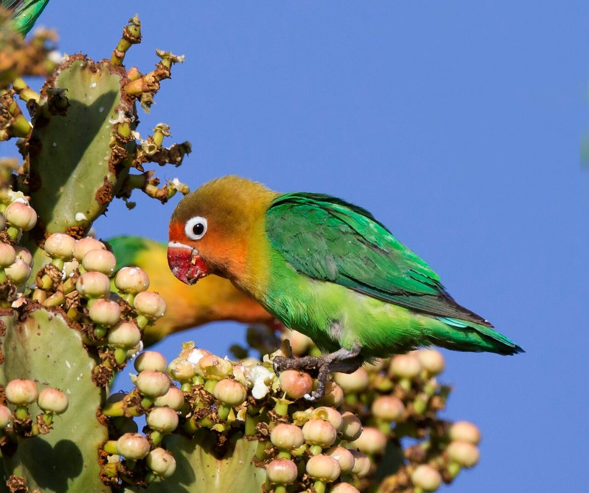 Agaporni roseicollis con el pico abierto emitiendo su chillido de llamada