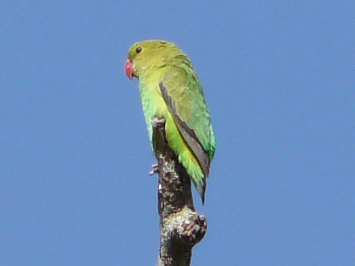 Agaporni roseicollis durante la muda con cañones de plumas nuevas creciendo en la cabeza