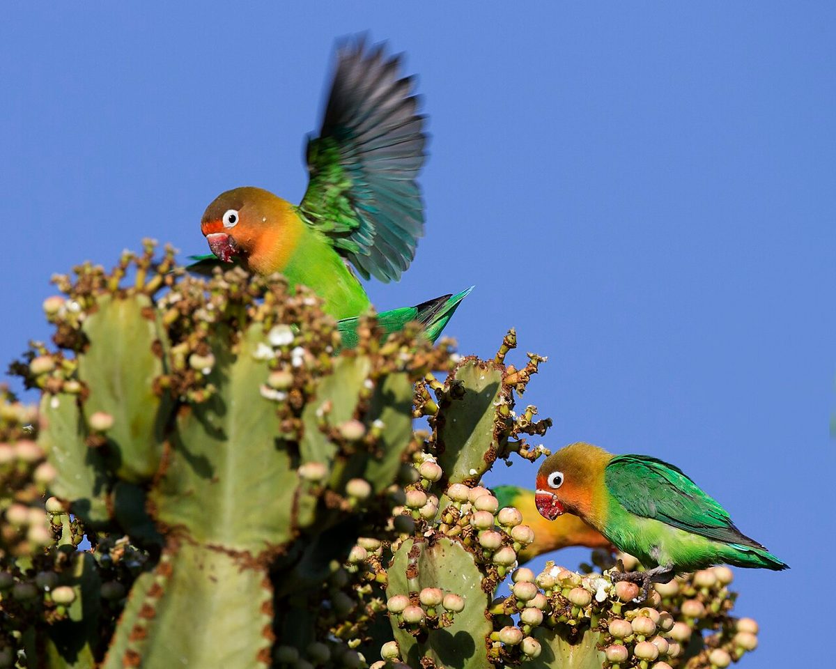 Agaporni roseicollis con el pico abierto mordisqueando un dedo
