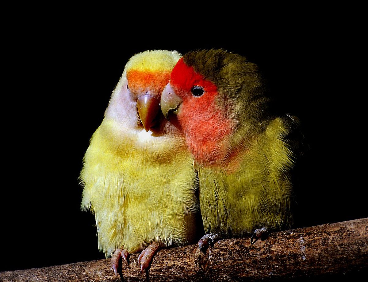 Agapornis roseicollis albino de plumaje blanco y ojos rojos posado en una percha