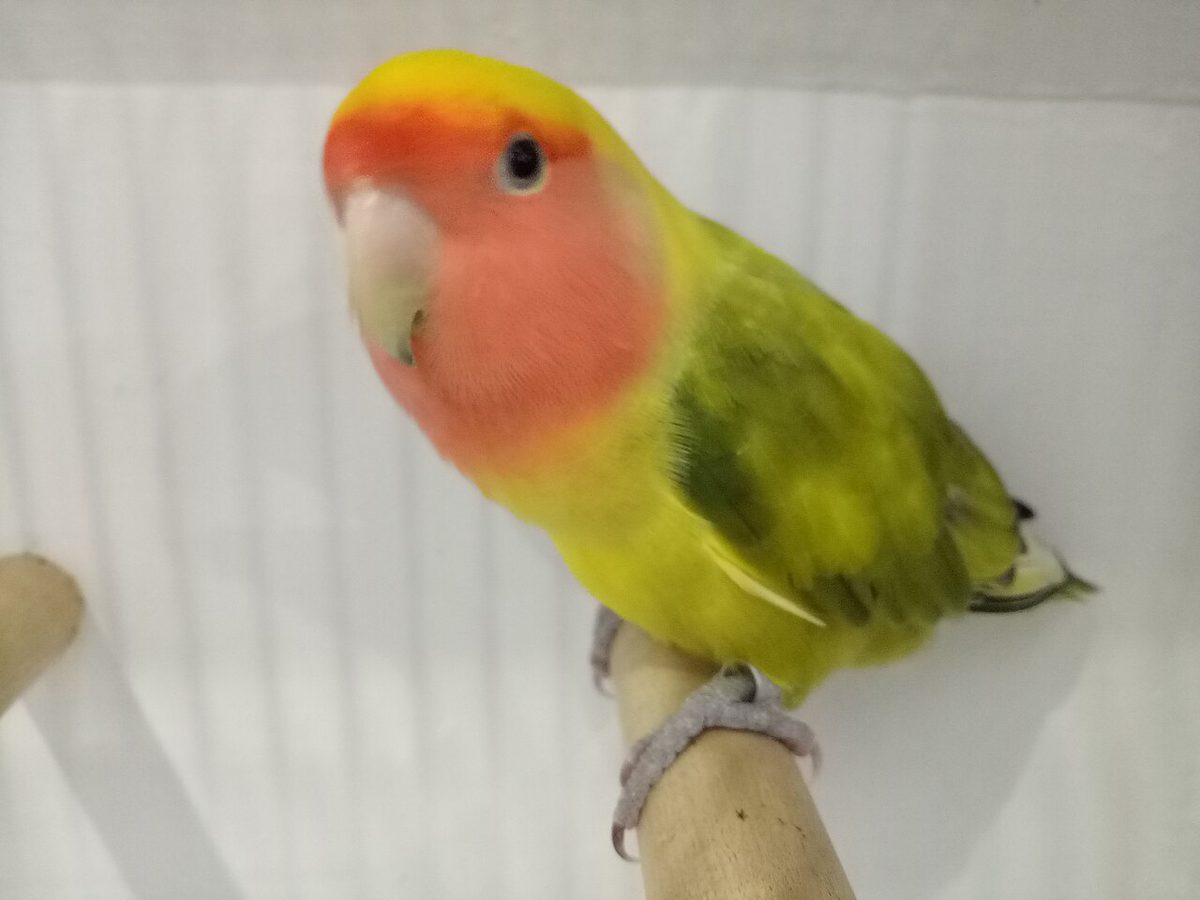 Agapornis roseicollis con plumaje arlequín, manchas verdes y amarillas repartidas de forma irregular