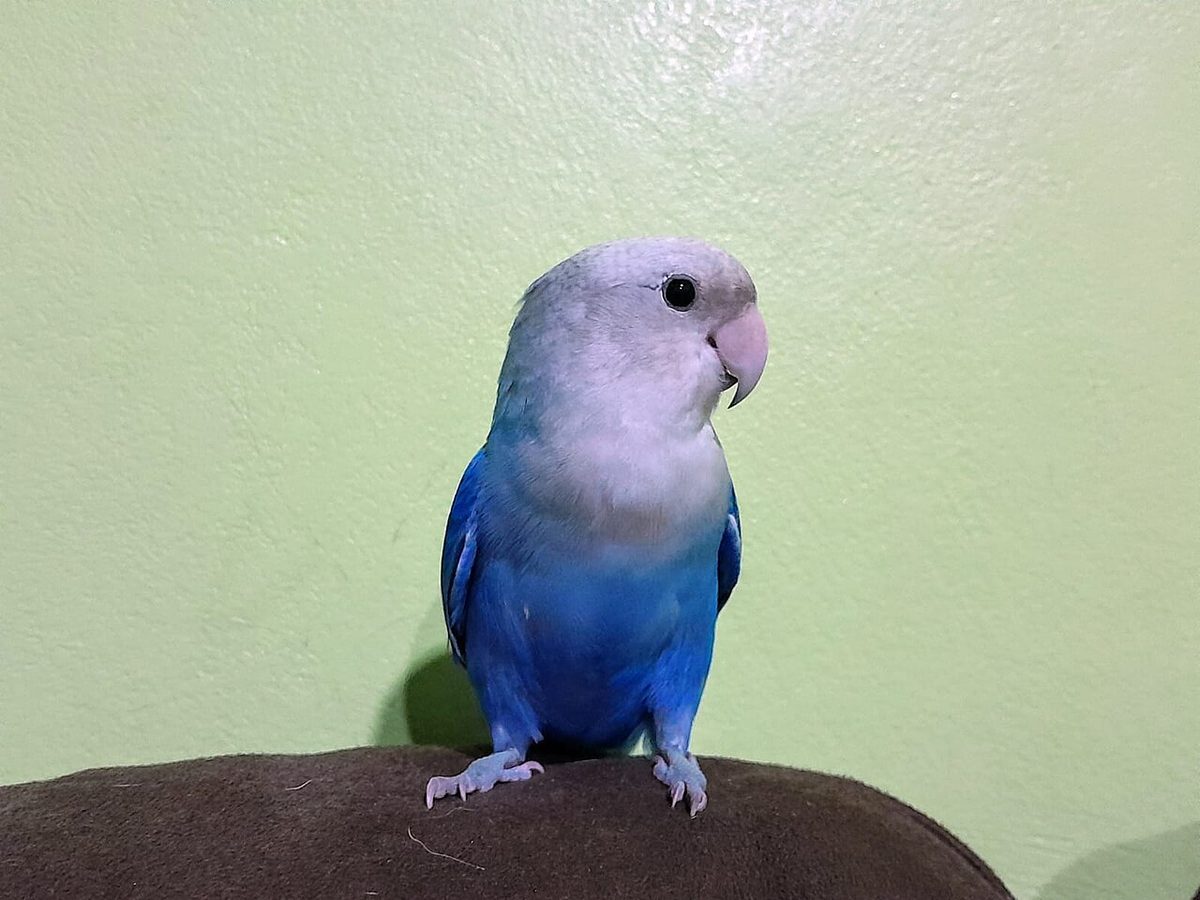 Agapornis roseicollis de la serie parblue con cuerpo verdeazulado y cara asalmonada posado en una percha