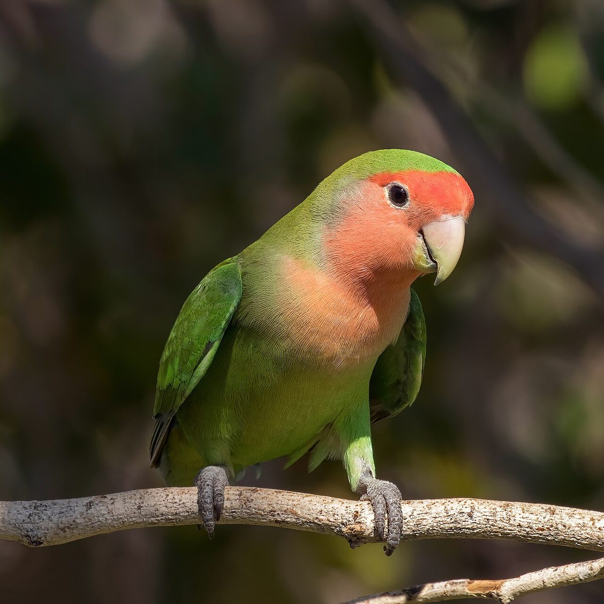 Agapornis roseicollis canela de tono verde amarronado suave, cara rosada y ojos rojizos, posado en una rama