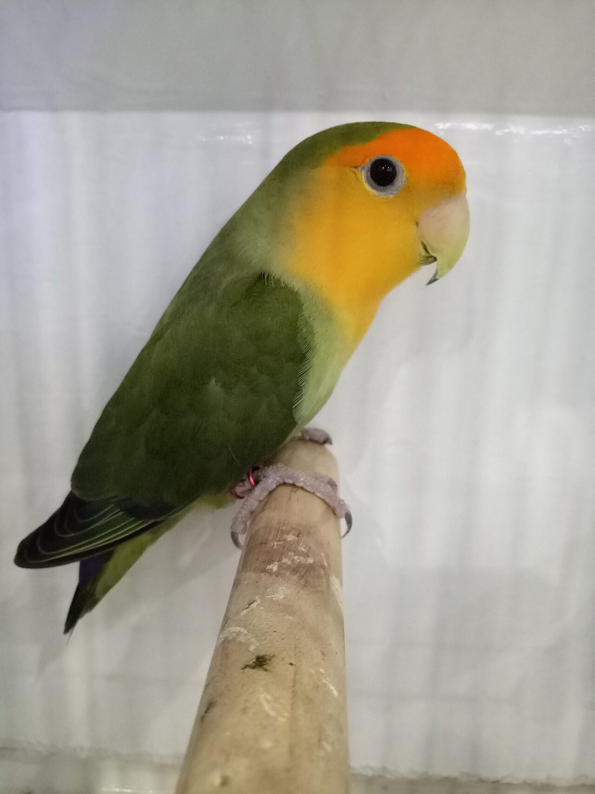 Agapornis roseicollis cara naranja con la máscara facial en tono naranja intenso sobre cuerpo verde