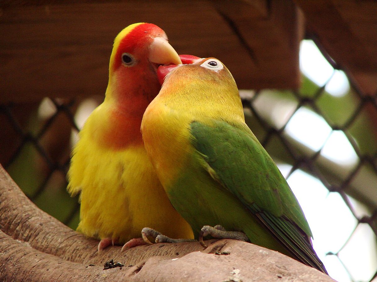 Agapornis fischeri con la cabeza naranja, cuerpo verde y el característico anillo ocular blanco