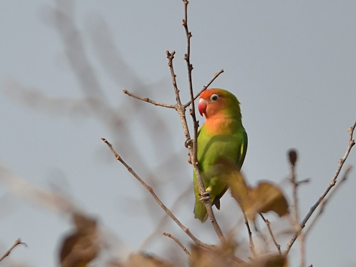 Agaporni de Nyasa (Agapornis lilianae), el inseparable más pequeño, de cuerpo verde, cara naranja salmón y anillo blanco alrededor del ojo
