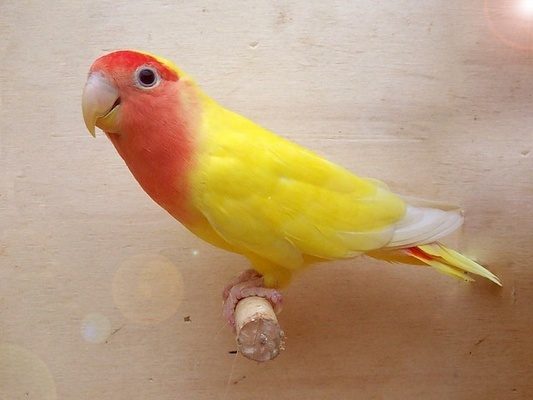 Agapornis roseicollis lutino de cuerpo amarillo, cara roja y ojos rojos posado en una percha