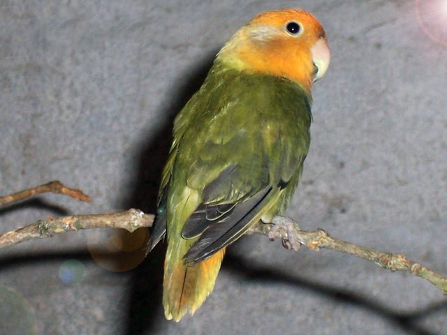Agaporni roseicollis opalino con el rojo de la cara extendido sobre toda la cabeza