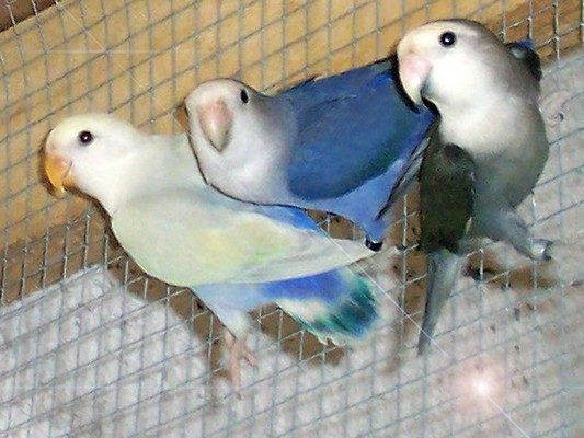 Agapornis roseicollis pallid de color verde aclarado, más apagado que el verde silvestre, posado en una rama