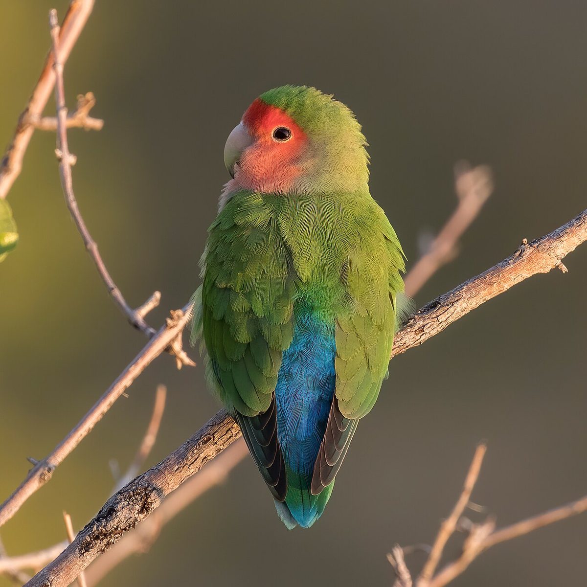 Agapornis roseicollis de coloración silvestre con la cara y el pecho color melocotón