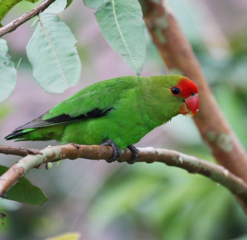 Agapornis taranta macho, verde, con la frente roja y las plumas de vuelo negras características