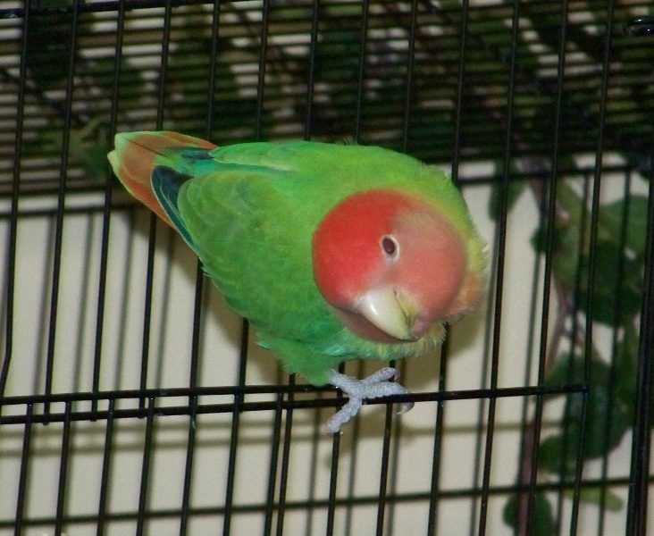 Agapornis roseicollis de base azul con el factor violeta, plumaje de tono azulado violáceo intenso