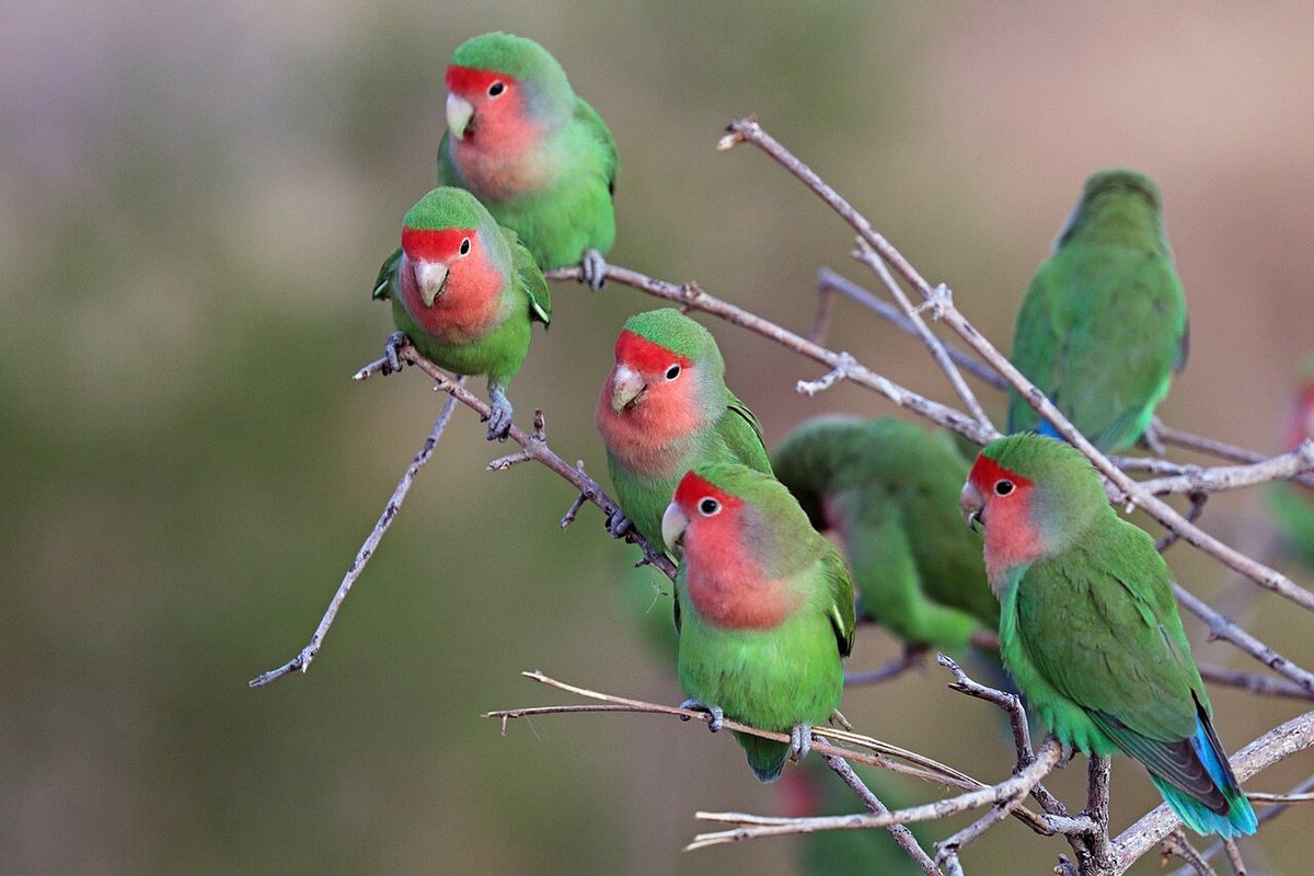 Pareja de agapornis roseicollis posados juntos en una percha de madera