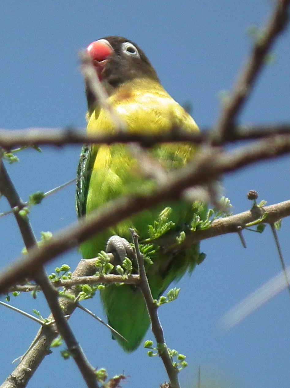 Jaula amplia para una pareja de agapornis con barrotes horizontales, perchas naturales y juguetes